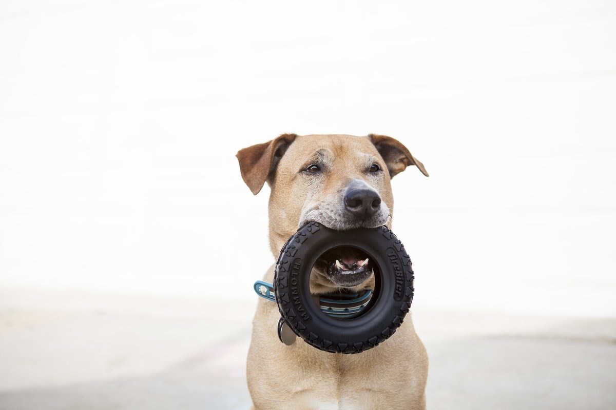 Mammoth Tirebiter II Dog Toy