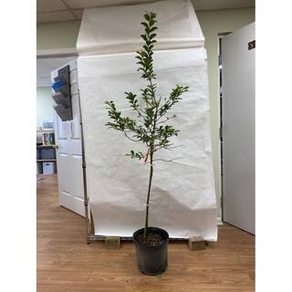 5 gal. Red June Plum Tree PLURED05GSL