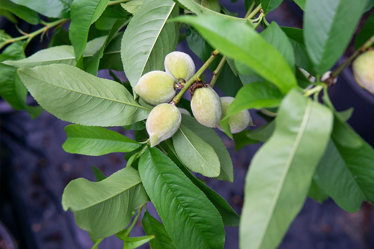 4-5ft. Flordacrest Peach Tree - Heavy Producer - Sweet Fruit