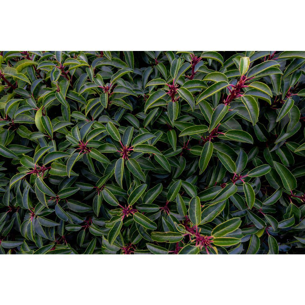 Online Orchards 1 Gal. Portuguese Evergreen Laurel Shrub with Fragrant White Flowers and Small Red Cherries SBCL002