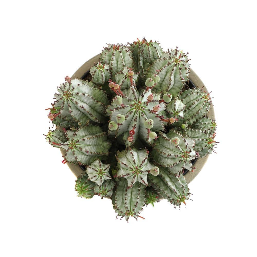 ALTMAN PLANTS Altman Reserve 6 in. Nova Milk Barrel Succulent (Euphorbia Horrida) in Cement Pot 0872978