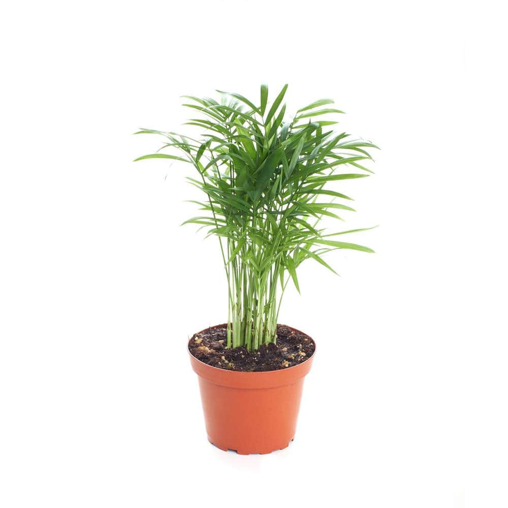 Shop Succulents Neanthe 'Bella Palm' in 4 in. Grow Pot Live IndoorOutdoor Air Houseplant and Office Decor Low Light 1-BELLAPALM-4