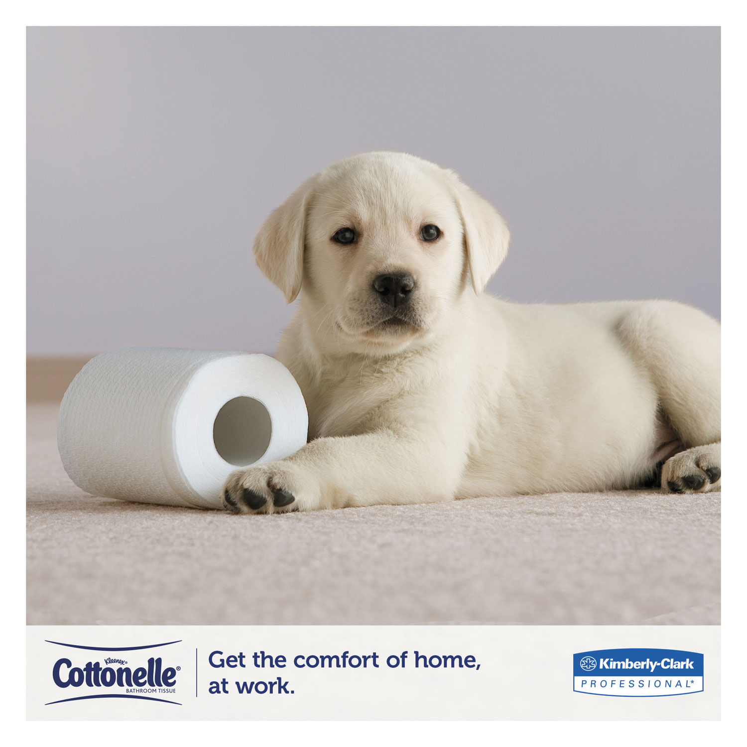 Clean Care Bathroom Tissue by Cottonelleandreg; KCC12456