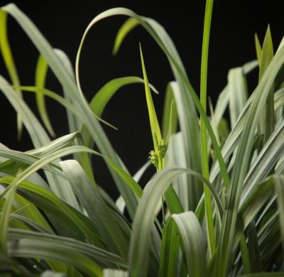 Classy Groundcovers - Carex laxiculmis 'Hobb' (Bunny Blue  )  {25 Pots - 3 1/2 inch Square}