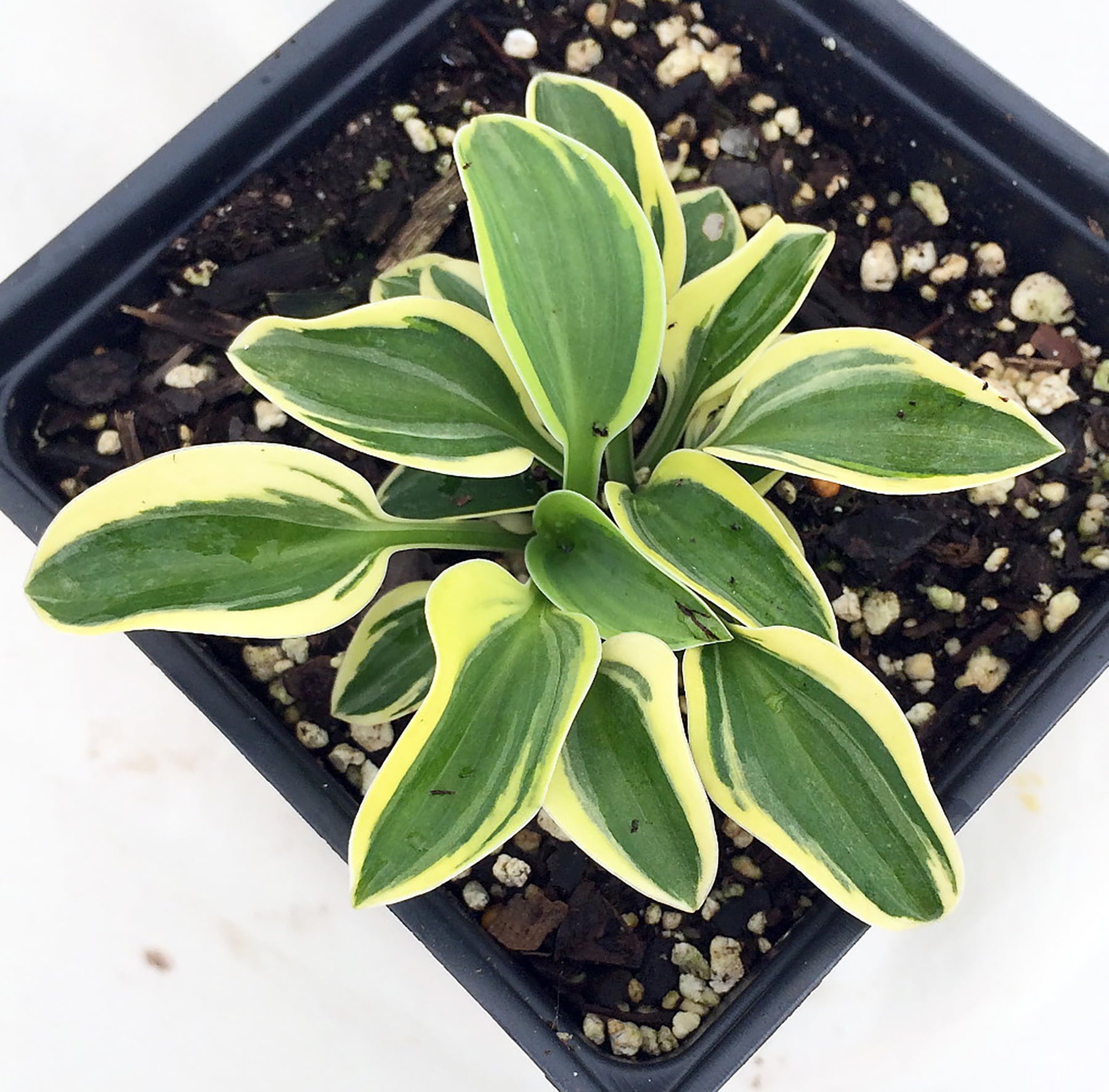 Mini Mighty Mouse Hosta - Dwarf/Fairy Garden - 4