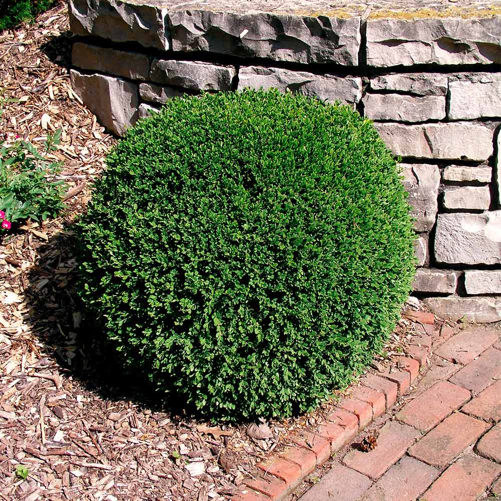 Wintergreen Boxwood Shrub