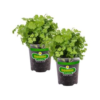 Bonnie Plants 19 oz. Cilantro Herb Plant (2-Pack) 202005
