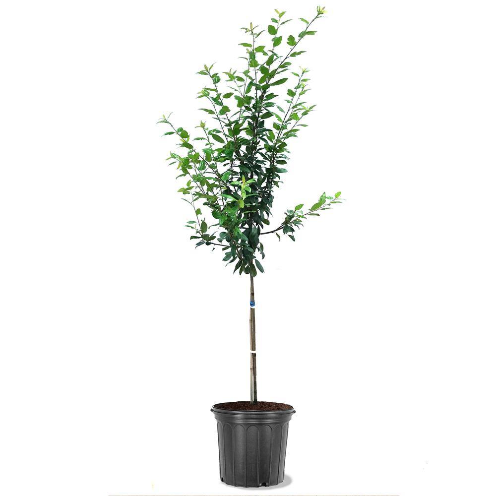 5 Gal. Sugar Tyme White Flowering Crabapple Tree CRASUG05G