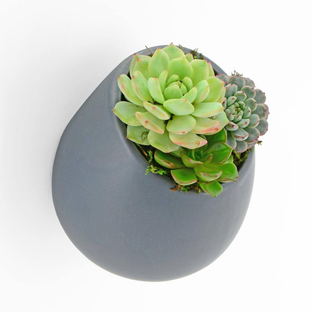 Arcadia Garden Products Round 5 1/2 in. x 6 in. Dark Grey Ceramic Wall Planter WP07DG