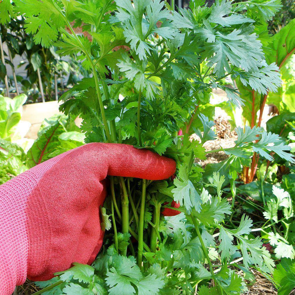 Bonnie Plants 2.32 qt. Cilantro Herb Plant 5027