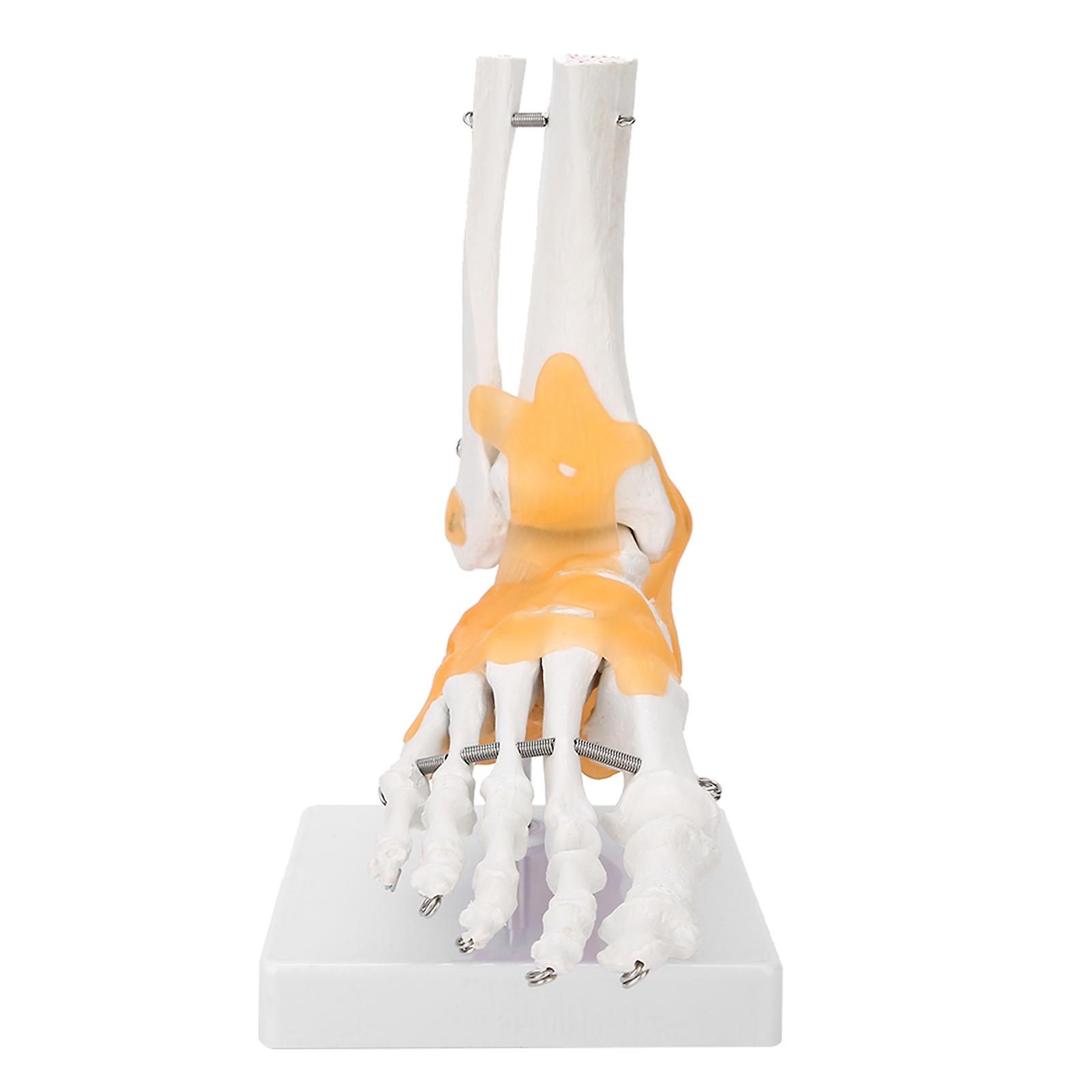 Adult Human Skeleton Ligament Foot Ankle Joint Anatomical Model