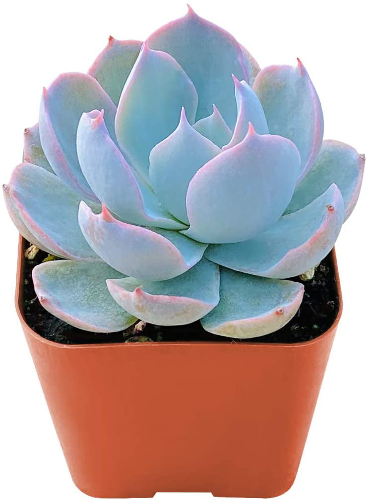 Succulent Plants， Echeveria desmetiana de Smet Rosette Succulent Fully Rooted in 2” Planter