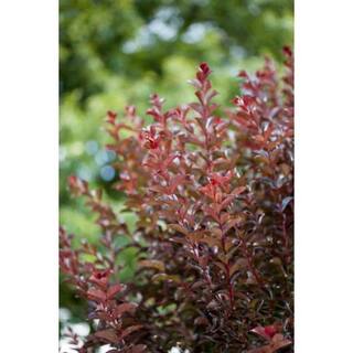 FIRST EDITIONS 3 Gal. Ruffled Red Magic Crape Myrtle Tree CRMRUF03G