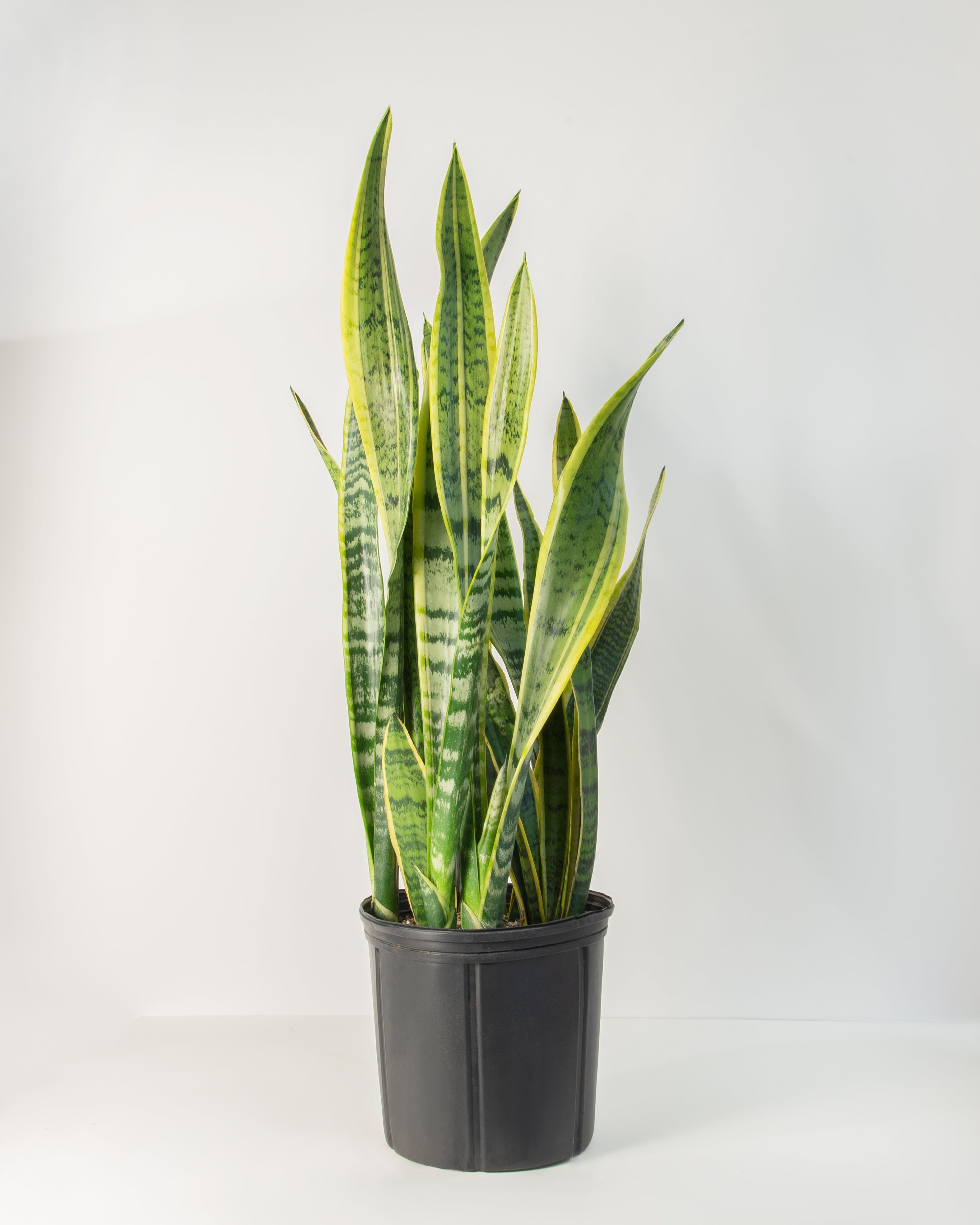 10 in Snake Plant 'Laurentii' Sansaveria Plant i