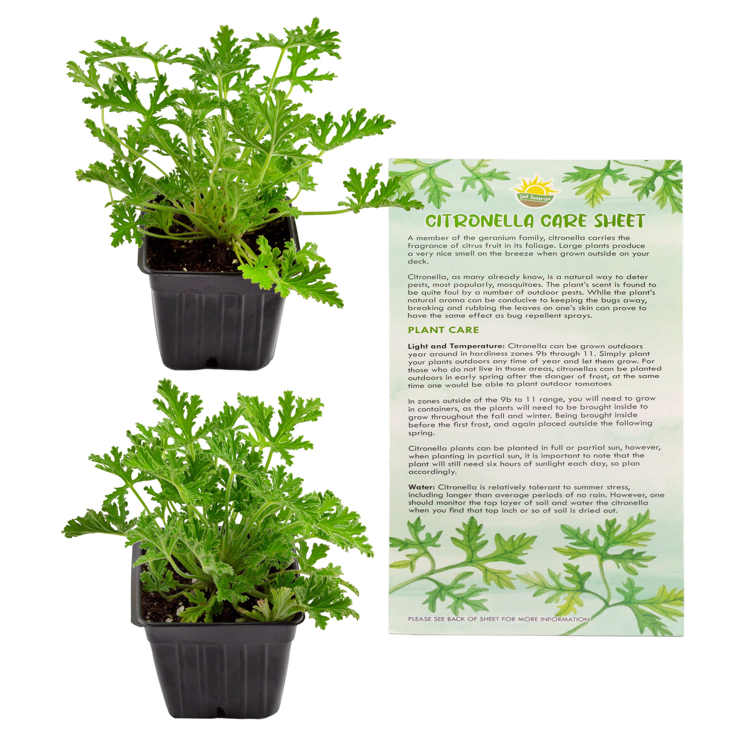 Live Citronella Geranium Plants (2-Pack); Pelargonium Citronella Scented Potted Plants