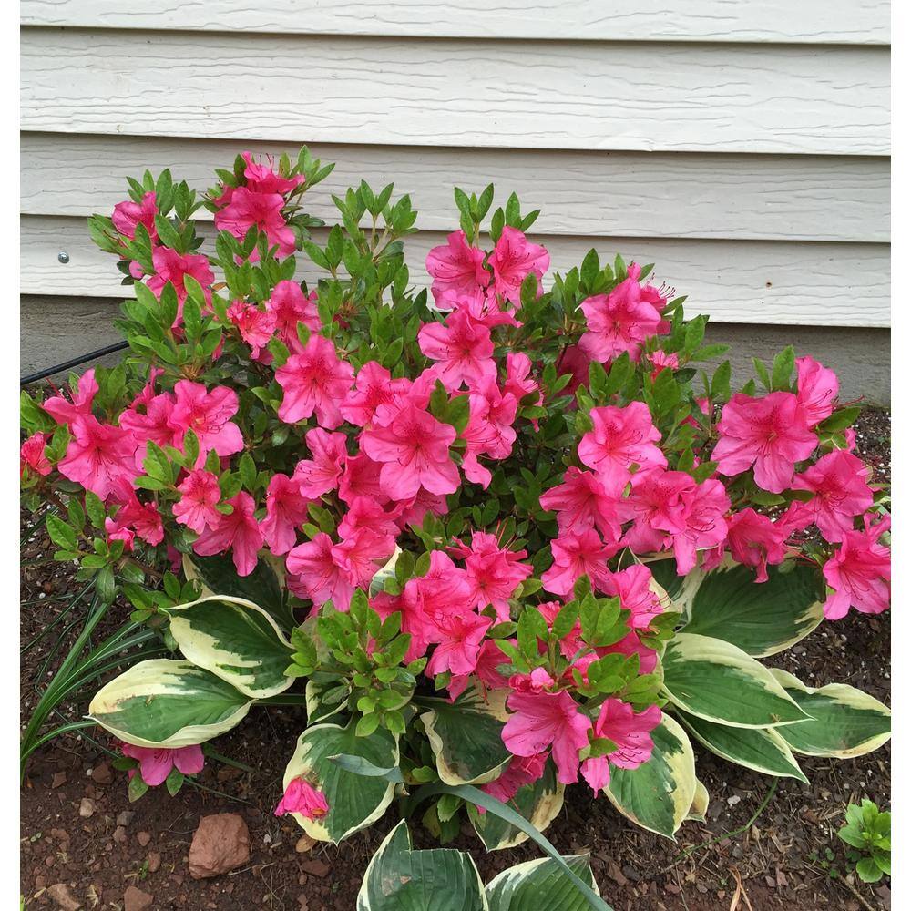 BELL NURSERY 1 Gal. Renee Michelle Azalea Live Evergreen Shrub Deep Pink Ruffled Flowers (3-Pack) AZLEA1RME3PK