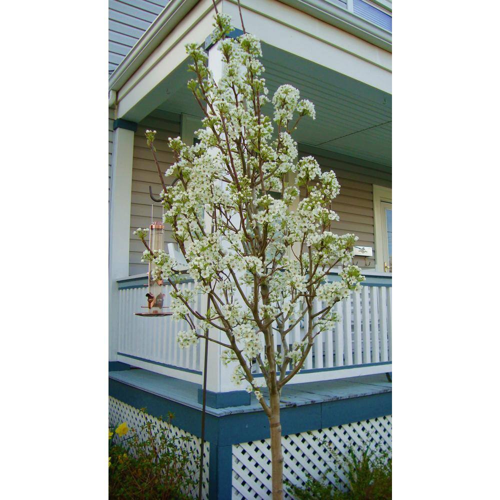 Online Orchards Redspire Flowering Pear Tree (Bare Root 3 t. to 4 ft. Tall) FLPR002