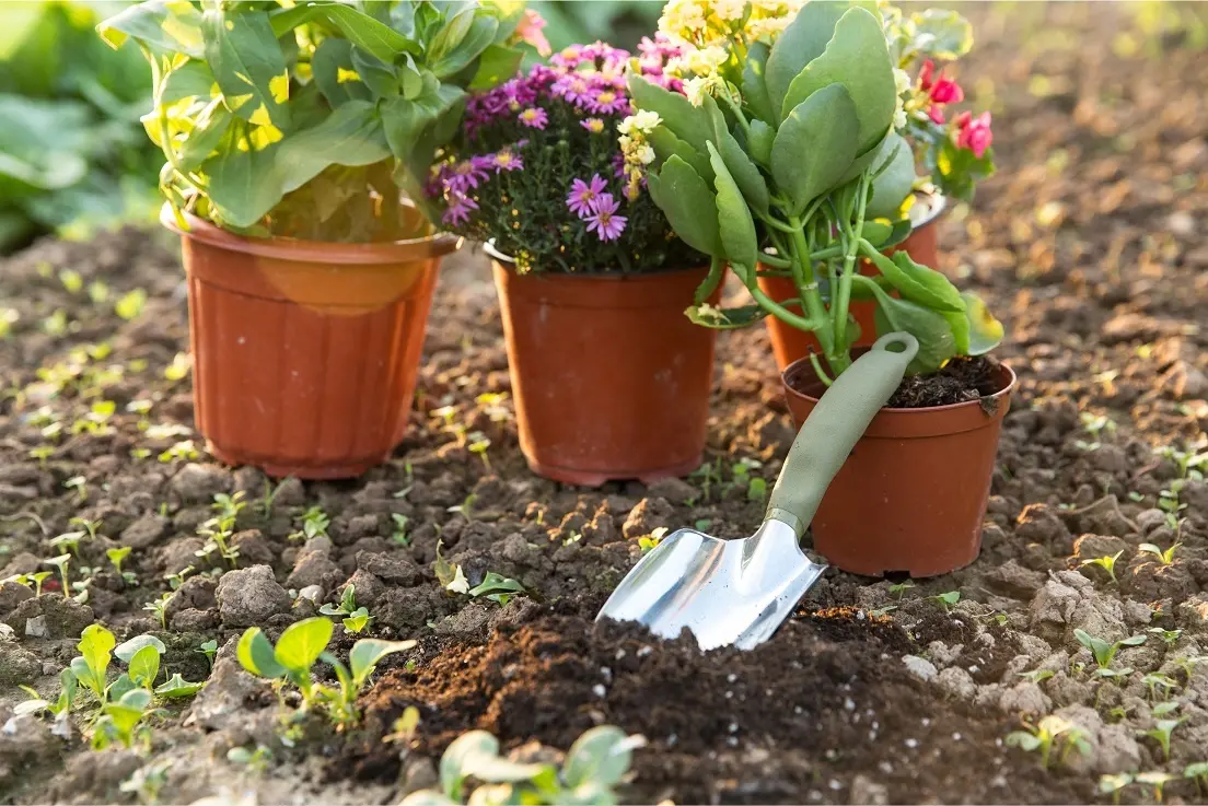 Trans planter Soft PVC Handle Aluminium Transplanter Trowel and Cultivator Garden Hand Tools