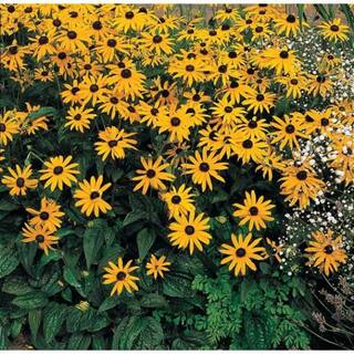 Spring Hill Nurseries 2.5 qt. Black Eyed Susan Goldstrum (Rudbeckia) Live Perennial Plant Yellow and Black Flowers WGreen Foliage (1-Pack) 60796