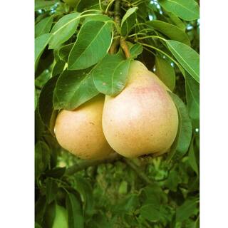 5 Gal. Pineapple Pear Tree PEAPIN05GSL