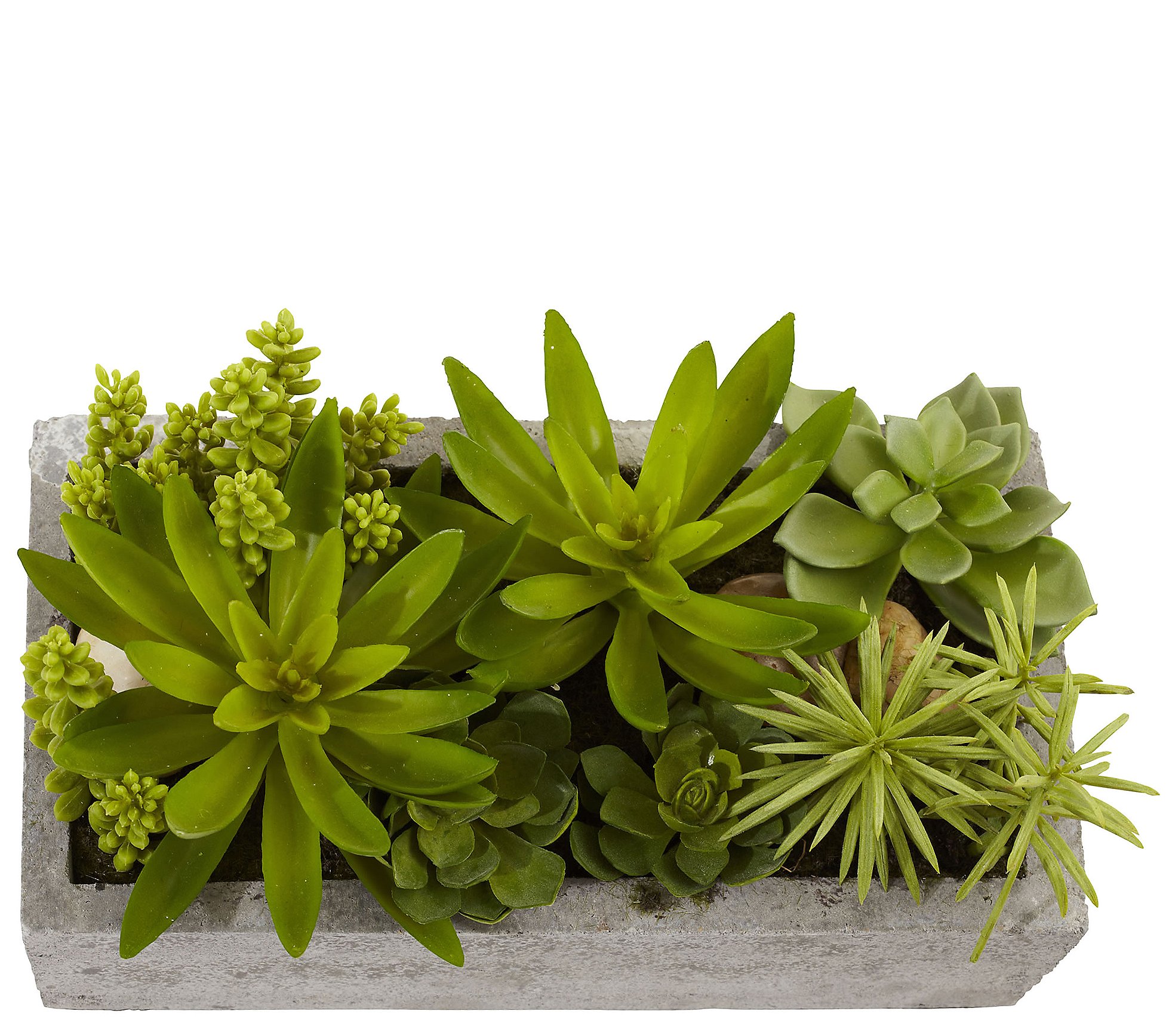 Succulent Garden in Cement Planter by Nearly Natural