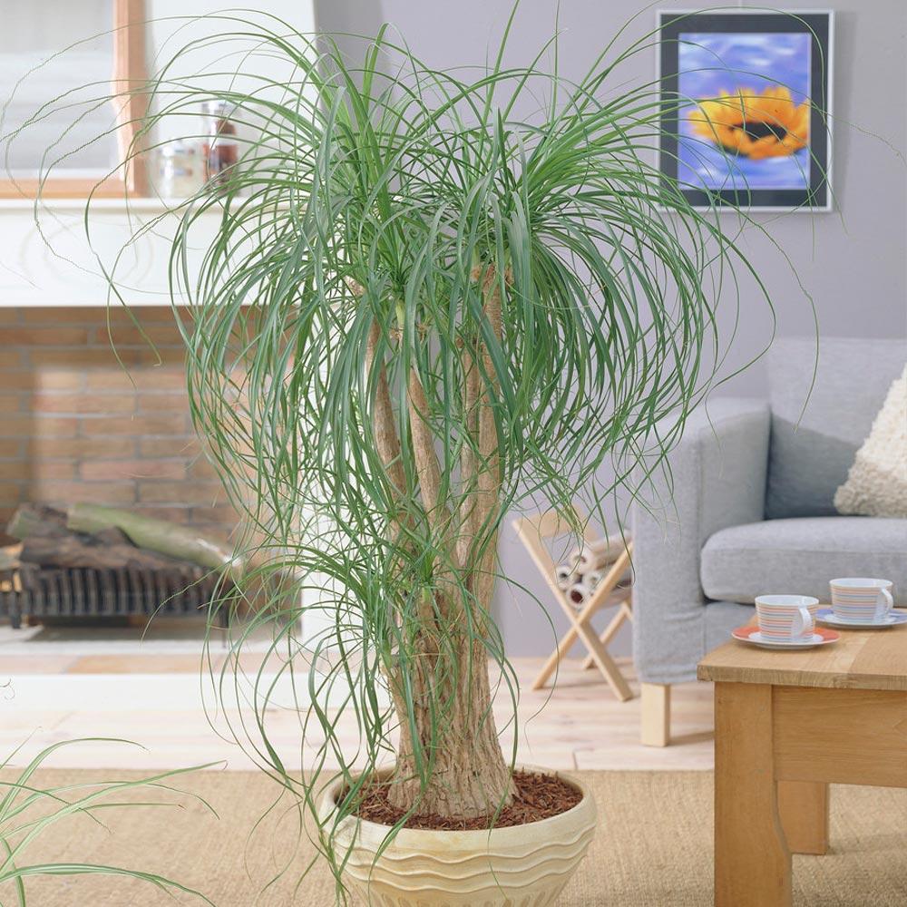 Ponytail Palm