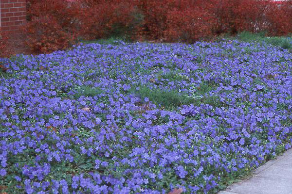 Classy Groundcovers - Periwinkle 'Traditional' Periwinkle， Creeping Myrtle {1000 Bare Root Plants}