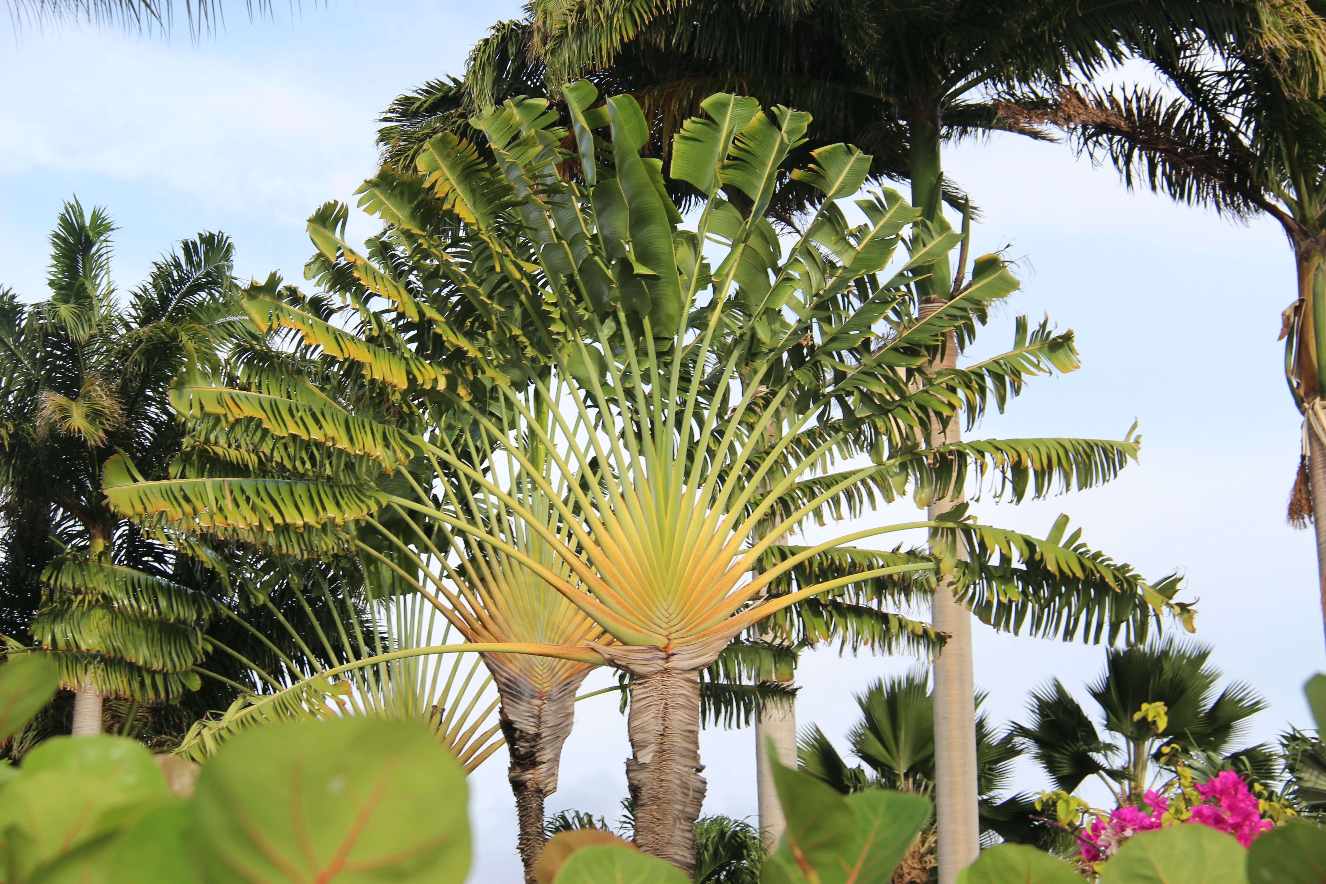 Traveler's Palm - Live Plant in a 3 Gallon Growers Pot - Ravenala Madagascariensis - Extremely Rare Ornamental Palms of Florida