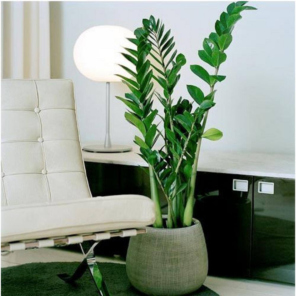 BELL NURSERY 2 Gal. ZZ Plant (Zamioculcas Zamiifolia) Live Indoor House Plant in 10 in. Nursery Pot ZPLAN10GRE1PK