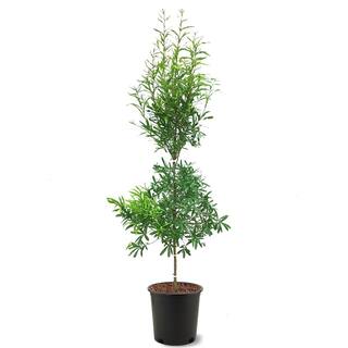 Willow Oak Deciduous Shade Tree OAKWIL05G