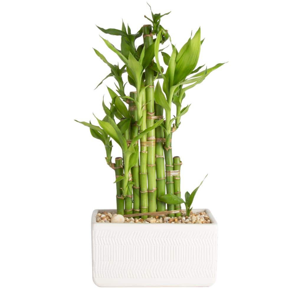 Costa Farms Grower's Choice Braided Lucky Bamboo Indoor Plant in 5.5 in. White Sqaure Ceramic Pot， Avg. Shipping Height 7 in. Tall BAMWVBRGALIWHSQ