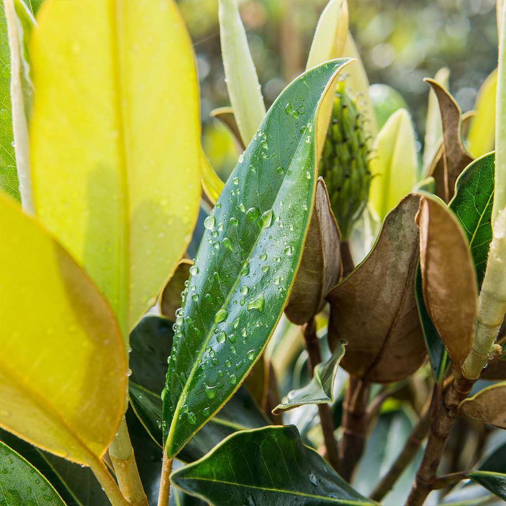 Perfect Plants 2.3 ft. Tall 1 Gal. Little Gem Magnolia Tree Large Fragrant Southern Magnolia Blooms THD00609