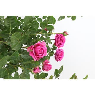 ALTMAN PLANTS 8 Qt. True Bloom True Gratitude Rose with Pink Flowers 0872515