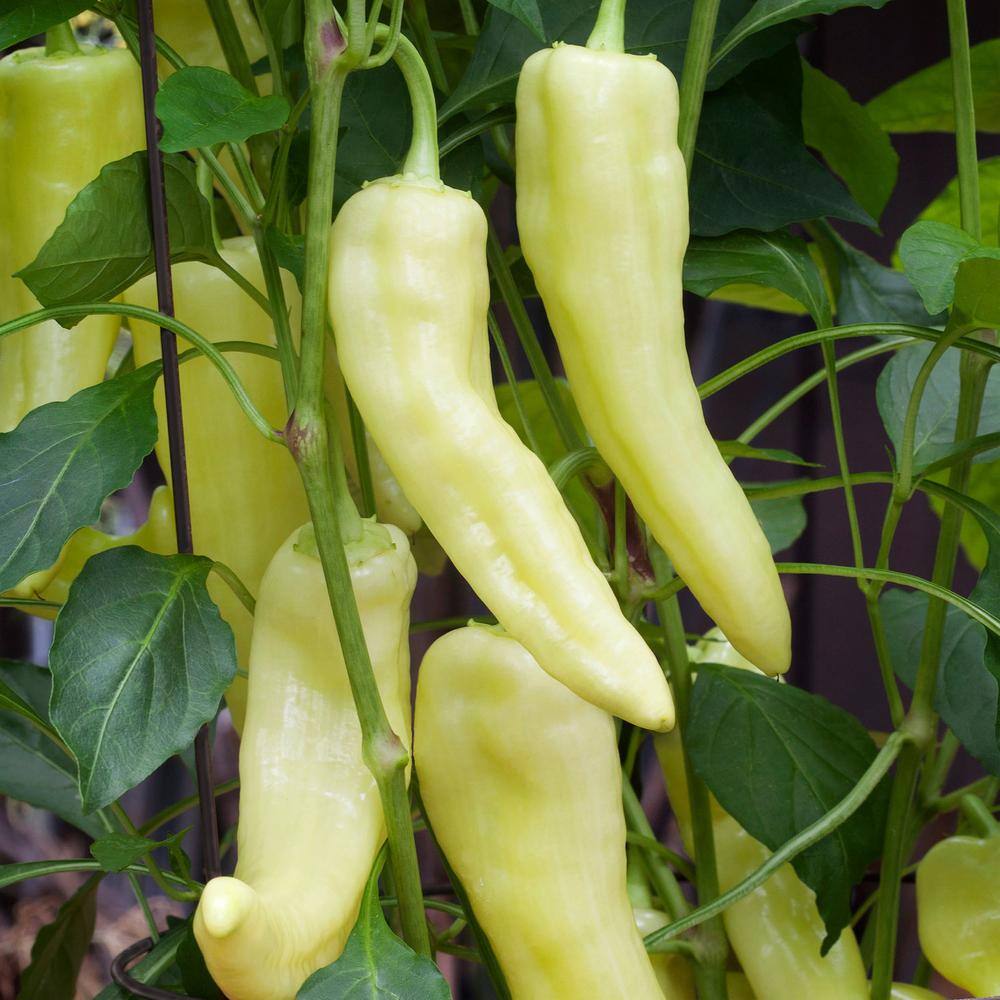 Bonnie Plants 19 oz. Sweet Banana Pepper Plant 1003800511