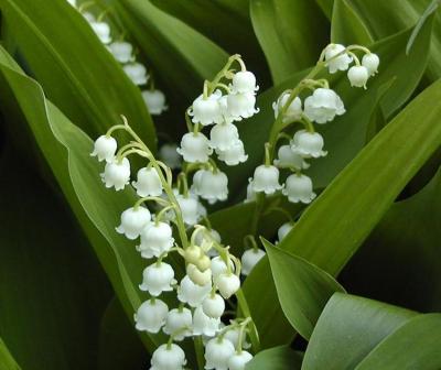 Classy Groundcovers - Lily of the Valley May Lily， May Bells， Lily Constancy， Ladder-to-Heaven， Male Lily， Muguet， Our Lady's Tears {25 Bare Root Plants}