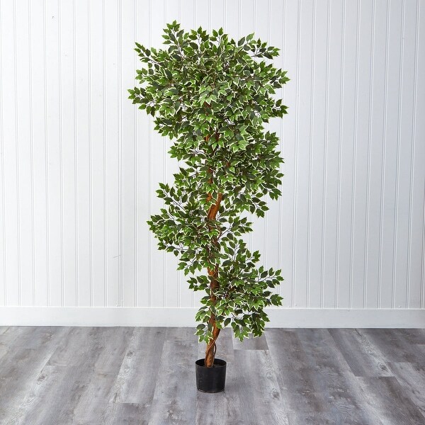 6' Variegated Ficus Tree