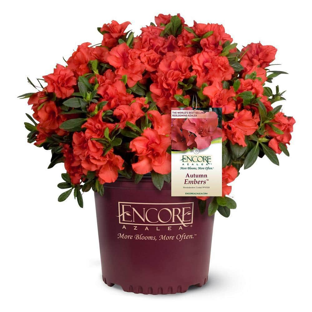 ENCORE AZALEA 1 Gal. Autumn Embers Shrub with Red Flowers 10350