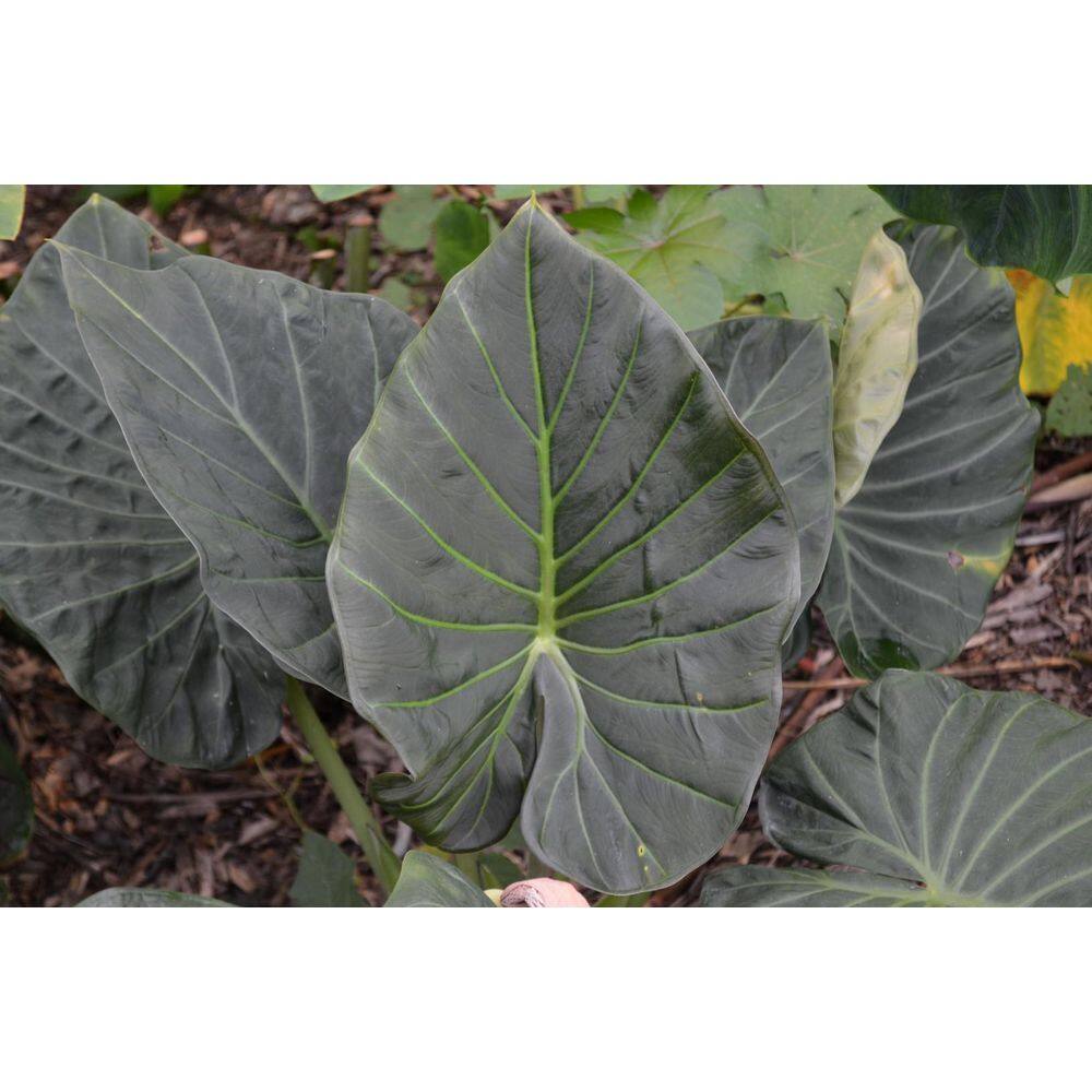 Wekiva Foliage Regal Shield Elephant Ear Alocasia - Live Plant in a 10 in. Pot - Alocasia 'Regal Shield' - Florist Quality E0-FJ2S-4925