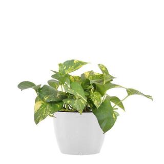 United Nursery Golden Pothos Devil's Ivy Epipremnum aureum Vining Live Plant in 6 inch Premium Sustainable Ecopots Pure White Pot GPOTHOSSH6PW