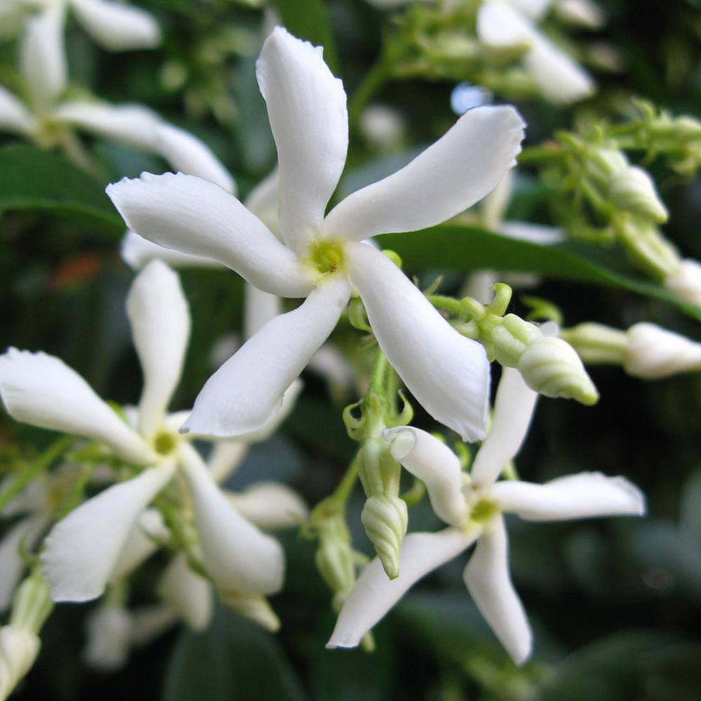 White Flowering Confederate Jasmine Shrub in 3 Gal. Grower's Pot THD00019
