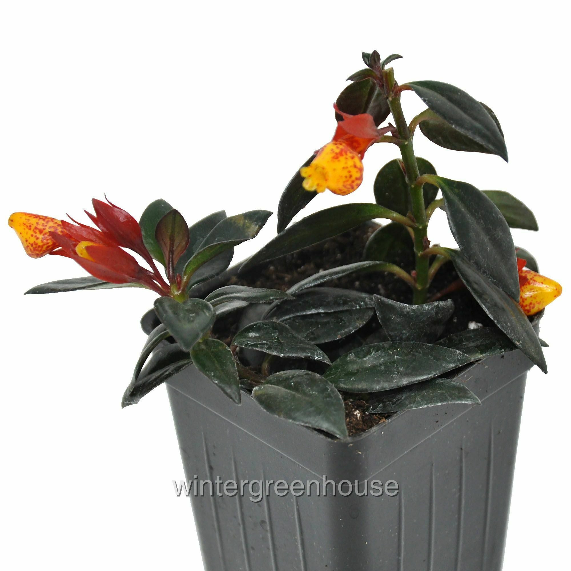 Nematanthus， Goldfish Plant - Pot Size: 3