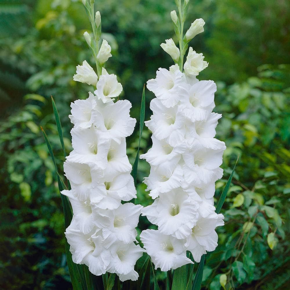 Garden State Bulb 12 cm14 cm White Polar Bear Gladiolus Flower Bulbs (Bag of 30) ECS-173-30-01