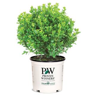 PROVEN WINNERS 2 Gal. Sprinter Boxwood Shrub with Glossy Evergreen Foliage 16875