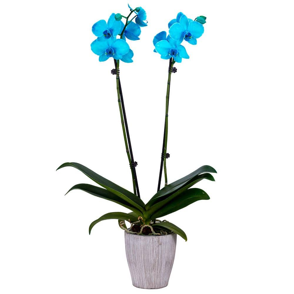 DecoBlooms 5 in. Orchid Aqua Color Fused in Container DB9066