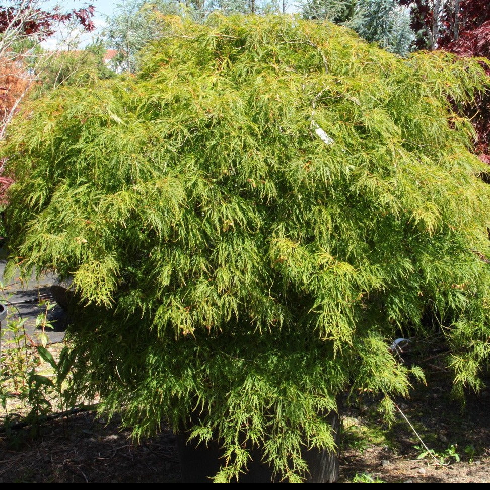 Viridis Japanese Maple