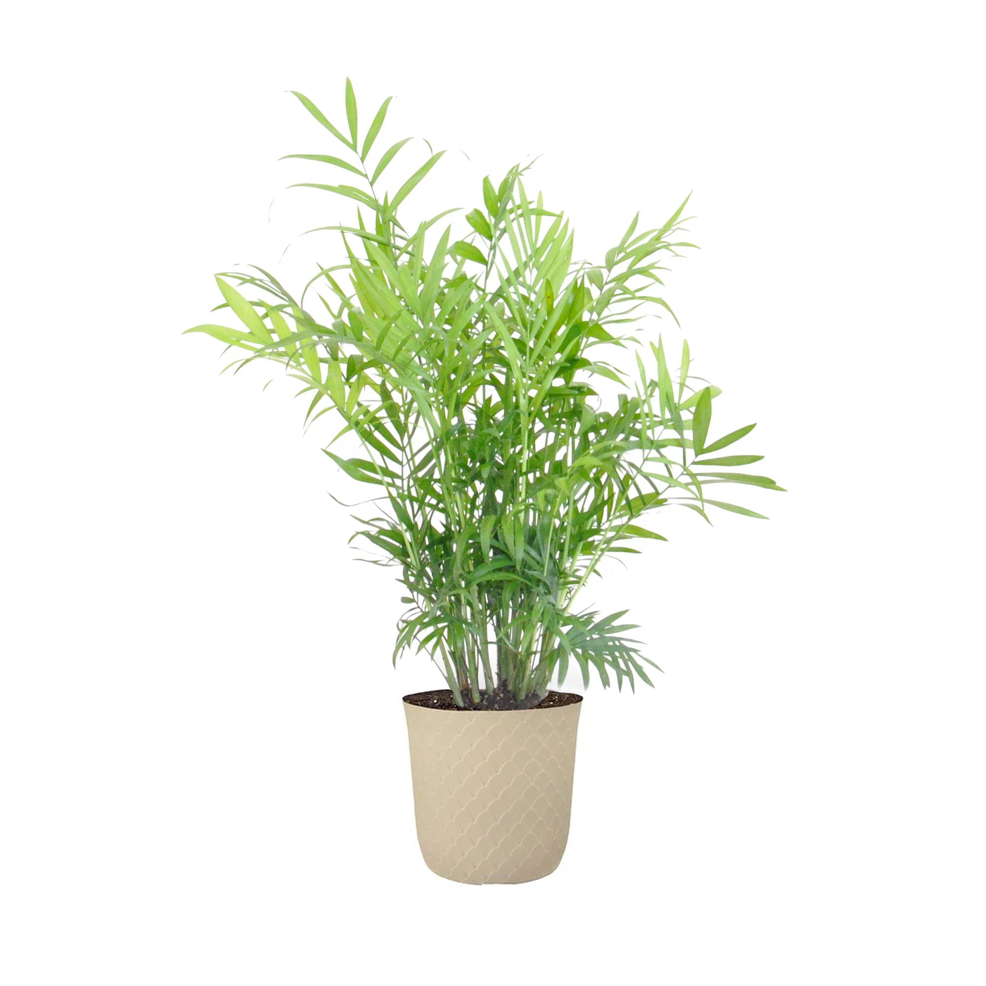 United Nursery Live Parlor Palm Tropical Plant 12-14in Tall in 6 inch Cream Bayside Decor Pot