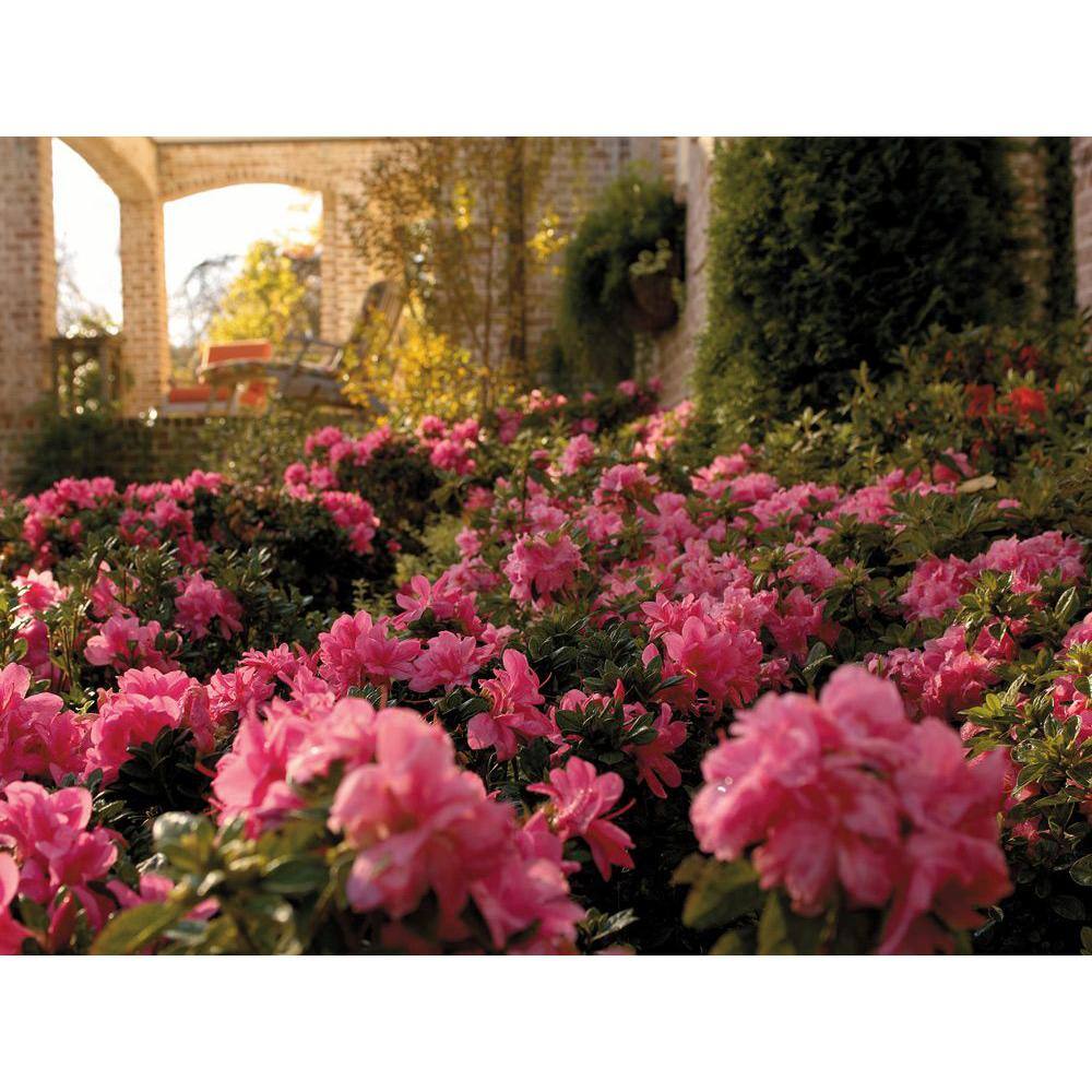 ENCORE AZALEA 3 Gal. Autumn Carnation Reblooming Azalea Shrub with Pink Flowers 80393