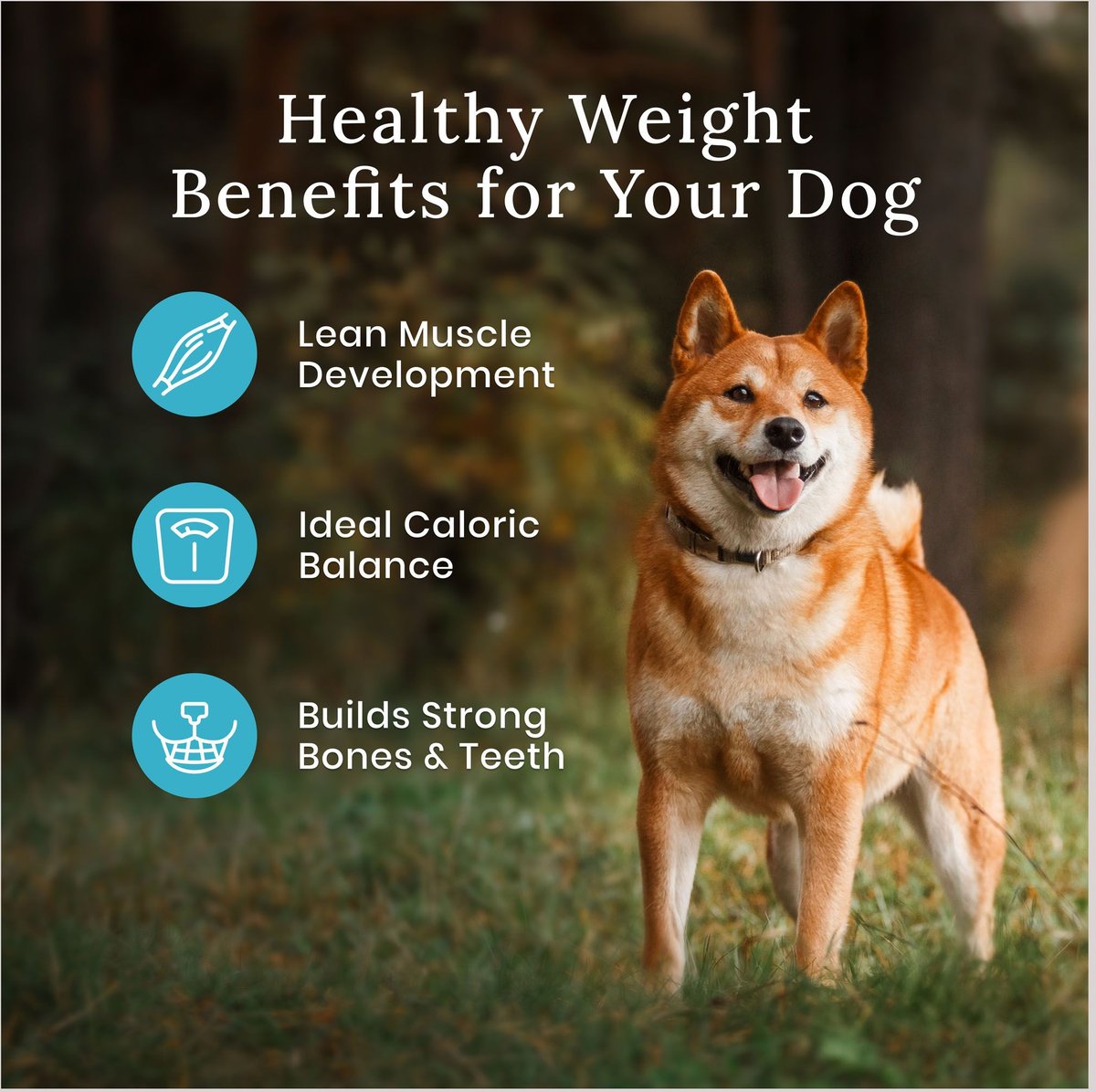 Blue Buffalo Wilderness Red Meat Healthy Weight Adult Dry Dog Food， 28-lb bag