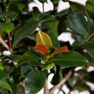 SOUTHERN LIVING 2.5 Qt. October Magic Orchid Camellia(sasanqua) - Live Evergreen Shrub with White-blush Blooms that taper to Pink Edges 7960Q