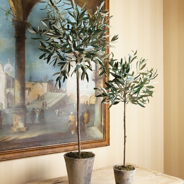 Olive Tree Potted 30